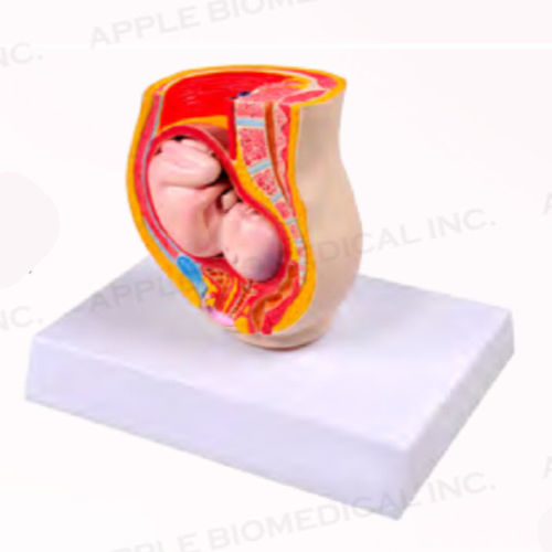 Anatomisches Modell / Fötus - A579 - Apple Biomedical - Becken / Rektum / Blase