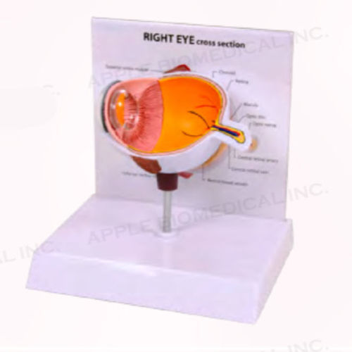 Auge anatomisches Modell - A260-B10 - Apple Biomedical - für die augenmedizinische Versorgung / für die Ausbildung / orange