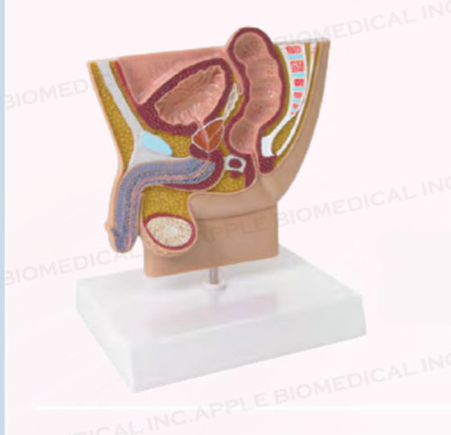 Anatomisches Modell / Becken - A435 - Apple Biomedical - Rektum / Blase / Ultraschall