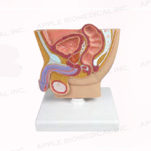 Anatomisches Modell / Rektum - A283 - Apple Biomedical - Blase / Ultraschall / Hoden
