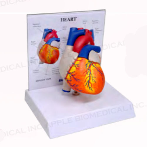 Anatomisches Herzmodell - A161N-B10 - Apple Biomedical - Arterie / Muskel / Aortenklappen