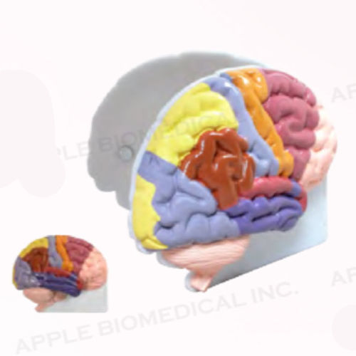 Anatomisches Gehirnmodell - A028 - Apple Biomedical - für Neurologie / für die Ausbildung / Handgerät