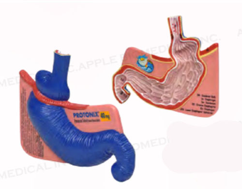 Anatomisches Magenmodell - A350 - Apple Biomedical - Zwölffingerdarm / Speiseröhre / für Gastroenterologie