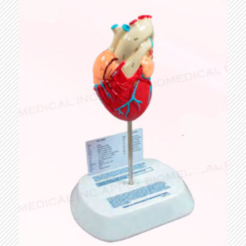 Anatomisches Herzmodell - A420 - Apple Biomedical - Aortenklappen / Mitralklappen / Trikuspidalklappe