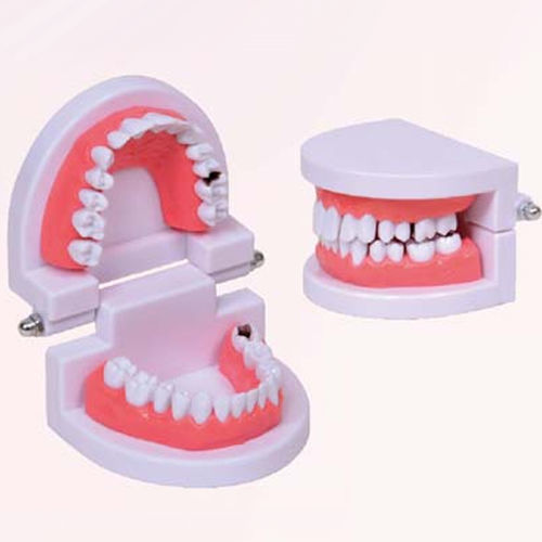 Anatomisches Modell / Mund - A653 - Apple Biomedical - Zahn / Dental / Dental