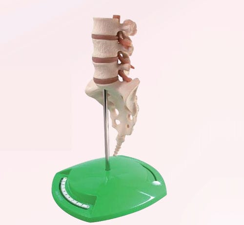 Anatomisches Modell / Wirbelsäule - A353-2 - Apple Biomedical - Nerv / für die Ausbildung / beige