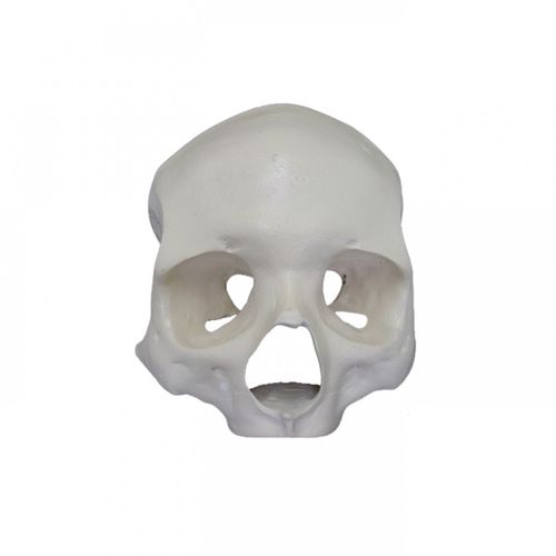 Anatomisches Schädelmodell - 9013 - Nacional Ossos - für Implantologie / für die Ausbildung / für Kraniotomie