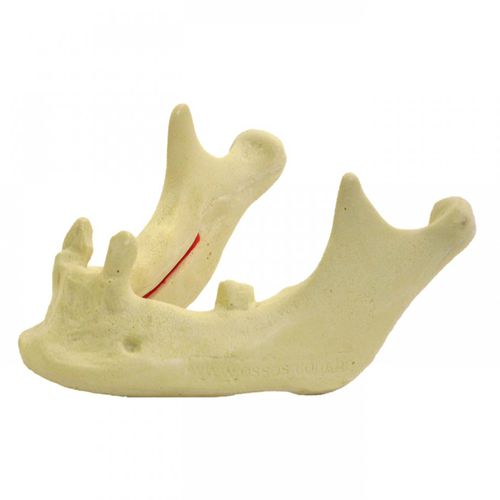 Anatomisches Modell / Knochen - 4009  - Nacional Ossos - Unterkiefer / Kiefer / für Implantologie