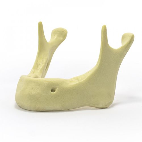 Anatomisches Modell / Knochen - 4010  - Nacional Ossos - Unterkiefer / Kiefer / für Implantologie