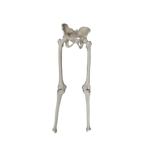 Anatomisches Skelettmodell - 2043 - Nacional Ossos - Becken / Hüfte / Kreuzbein