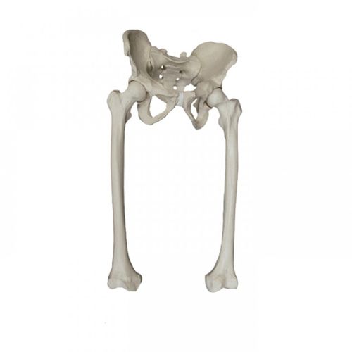 Hüfte anatomisches Modell - 2042  - Nacional Ossos - Skelett / Becken / Kreuzbein