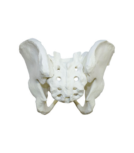 Anatomisches Modell / Becken - 2041  - Nacional Ossos - Skelett / Kreuzbein / Hüfte