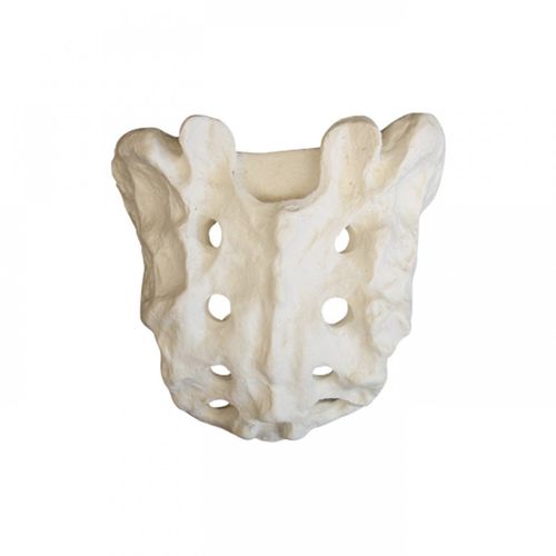 Anatomisches Modell / Knochen - 2034  - Nacional Ossos - Kreuzbein / für orthopädische Chirurgie / für Implantologie