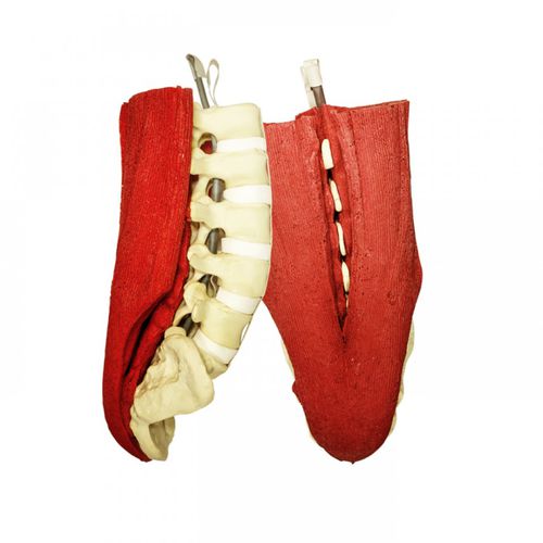 Anatomisches Modell / Lumbal-Sakral - 5012M  - Nacional Ossos - Wirbelsäulenmuskulatur / Kreuzbein / für orthopädische Chirurgie