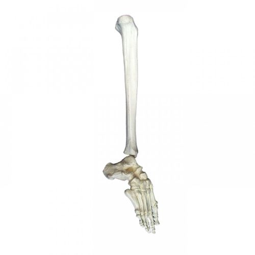 Anatomisches Modell / Tibia - 1005D  - Nacional Ossos - Fuß / für die Ausbildung