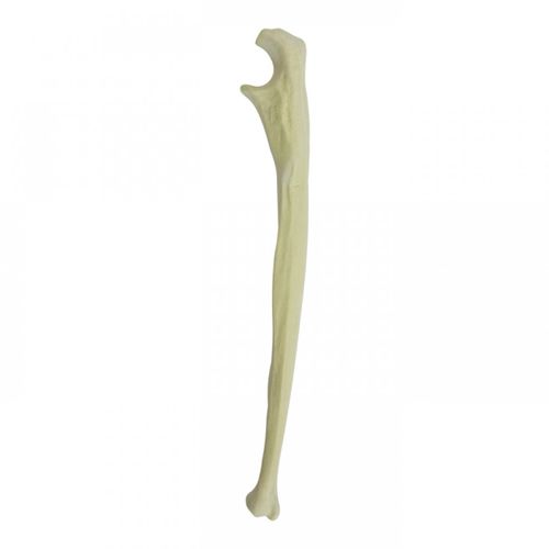 Anatomisches Modell / Knochen - 3020  - Nacional Ossos - Elle / für orthopädische Chirurgie / für die Ausbildung