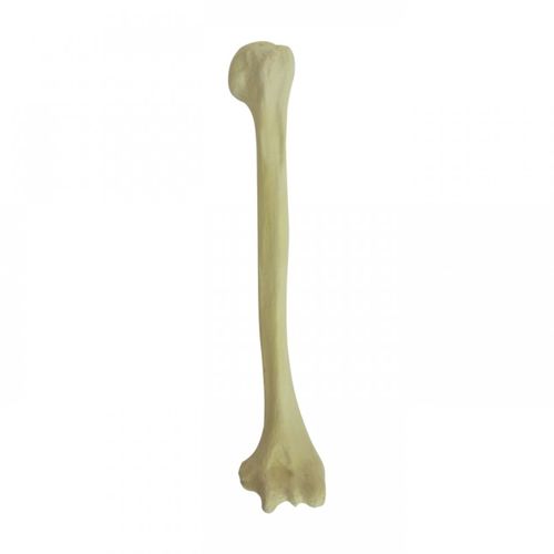 Anatomisches Modell / Knochen - 3022BESP  - Nacional Ossos - Humerus / für die Ausbildung