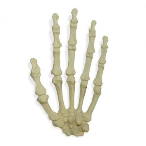 Anatomisches Modell / Knochen - 1001  - Nacional Ossos - Hand / für die Ausbildung