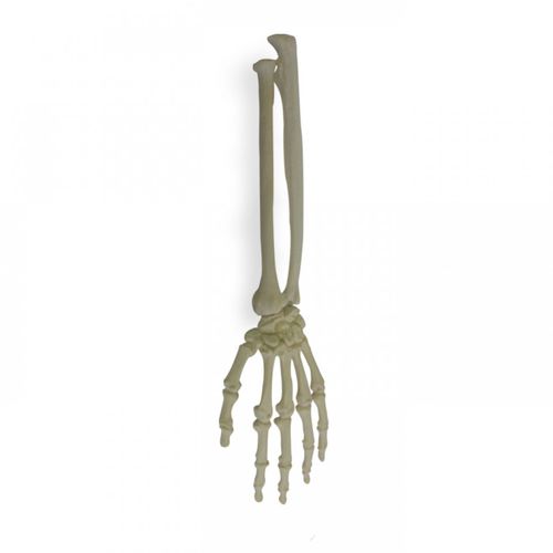 Anatomisches Modell / Knochen - 2012  - Nacional Ossos - Radius / Elle / Hand