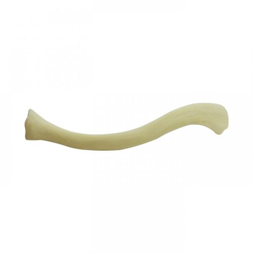 Anatomisches Modell / Knochen - 3023  - Nacional Ossos - Schlüsselbein / für orthopädische Chirurgie / für die Ausbildung