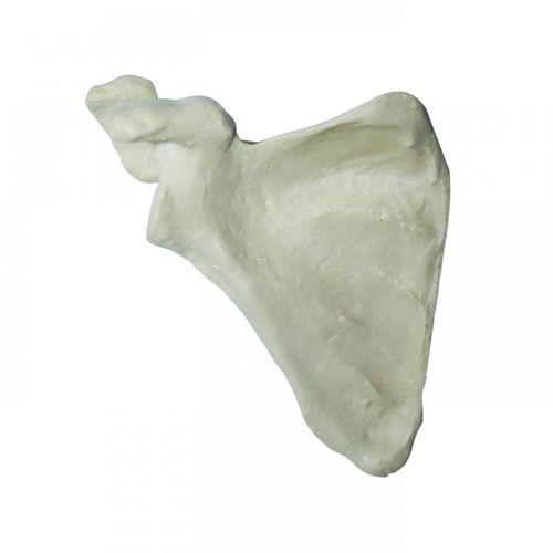 Anatomisches Modell / Knochen - 3014  - Nacional Ossos - Schulterblatt / für orthopädische Chirurgie / für die Ausbildung