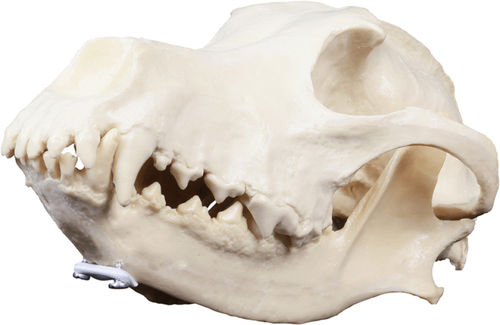 Anatomisches Schädelmodell - AV101  - Nacional Ossos - für Veterinärbehandlung / für die Ausbildung / Hund