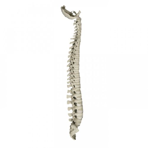 Anatomisches Modell / Wirbelsäule - 5005 - Nacional Ossos - für Wirbelsäulenchirurgie / Ausbildung / flexibel