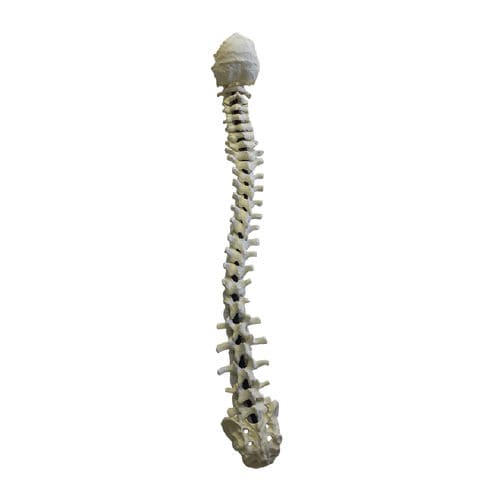 Anatomisches Modell / Wirbelsäule - 5005F - Nacional Ossos - für Wirbelsäulenchirurgie / für die Ausbildung / flexibel