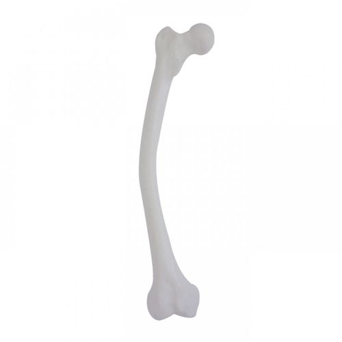 Anatomisches Modell / Knochen - 2030D2P-MAVR - Nacional Ossos - Oberschenkelknochen / für orthopädische Chirurgie / für die Ausbildung