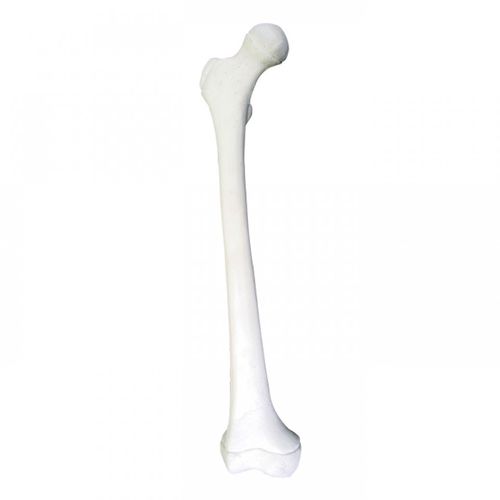 Anatomisches Modell / Knochen - 1013 - Nacional Ossos - Oberschenkelknochen / chirurgisch / für die Ausbildung