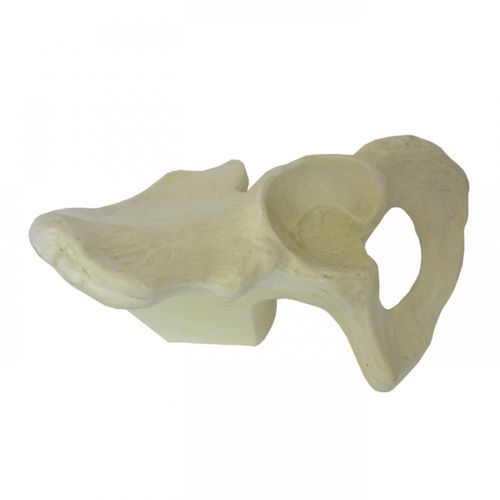 Anatomisches Modell / Knochen - 2024 - Nacional Ossos - Becken / für die Ausbildung