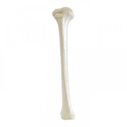 Anatomisches Modell / Knochen - 1015 - Nacional Ossos - Tibia / für orthopädische Chirurgie / Ausbildung
