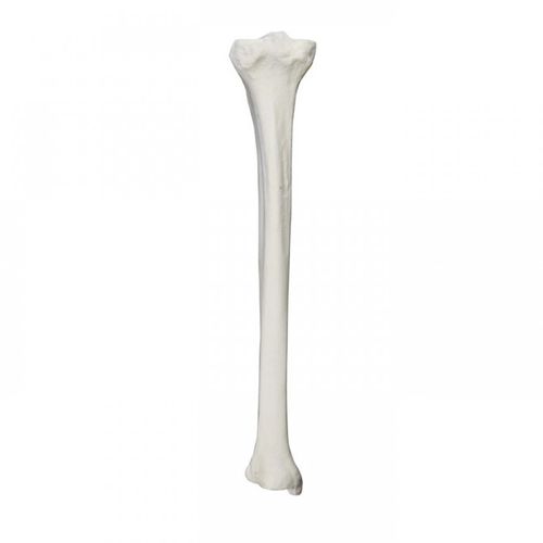 Anatomisches Modell / Knochen - 2026BESP - Nacional Ossos - Tibia / für orthopädische Chirurgie / für die Ausbildung