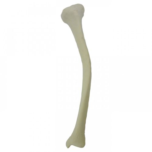 Anatomisches Modell / Knochen - 2026DMVR - Nacional Ossos - Tibia / für orthopädische Chirurgie / für die Ausbildung