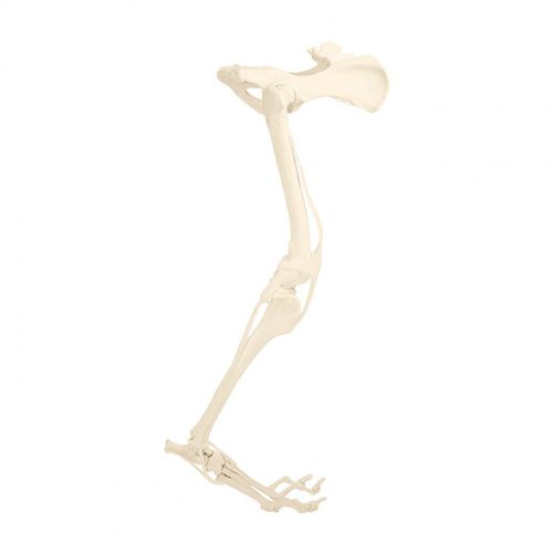 Anatomisches Modell / Becken - AV615ESP - Nacional Ossos - Bein / chirurgisch / Ausbildung