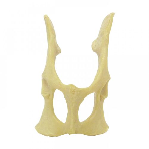 Anatomisches Modell / Becken - AV160 - Nacional Ossos - Chirurgie / Ausbildung / Katzen
