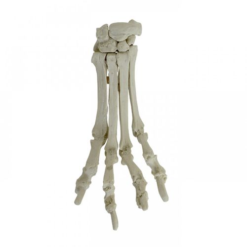 Anatomisches Modell / Metacarpal - AV330 - Nacional Ossos - chirurgisch / Ausbildung / Hund