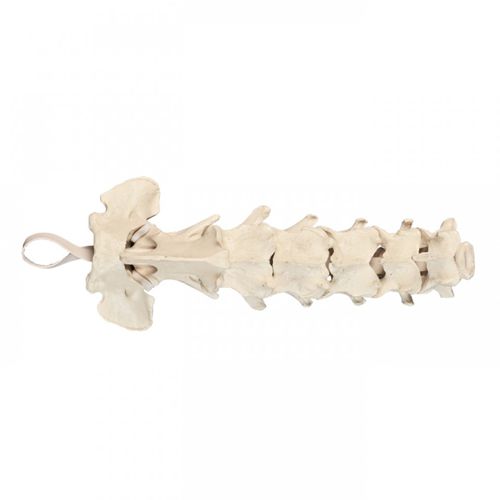 Halswirbelsäule anatomisches Modell - AV410 - Nacional Ossos - für orthopädische Chirurgie / für Veterinärbehandlung / für die Ausbildung