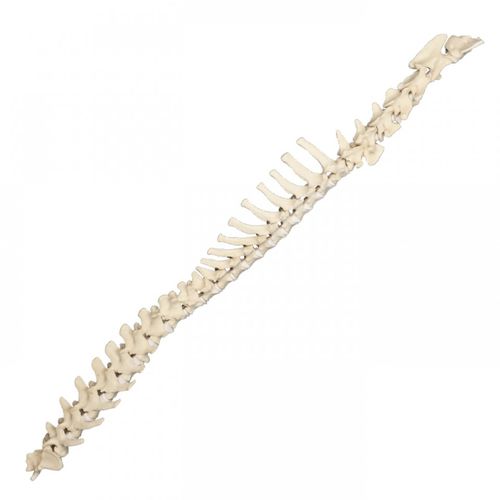 Anatomisches Modell / Wirbelsäule - AV419 - Nacional Ossos - chirurgisch / Ausbildung / Hund