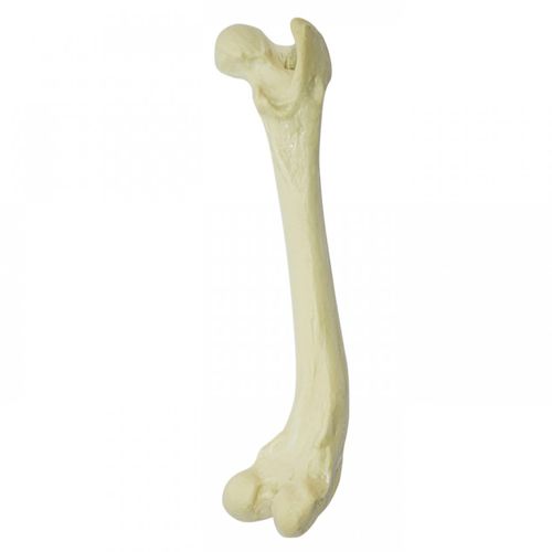 Anatomisches Modell / Oberschenkelknochen - AV204 D - Nacional Ossos - Chirurgie / Ausbildung / Hund