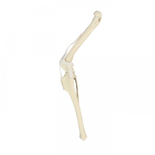 Anatomisches Modell / Knie - AV252 D - Nacional Ossos - chirurgisch / für die Ausbildung / Hund