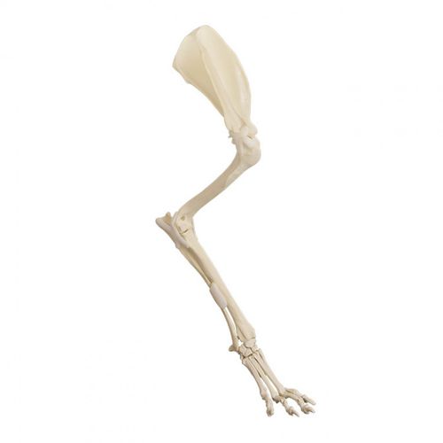Anatomisches Modell / obere Extremitäten - AV725ESP - Nacional Ossos - chirurgisch / Ausbildung / Hund