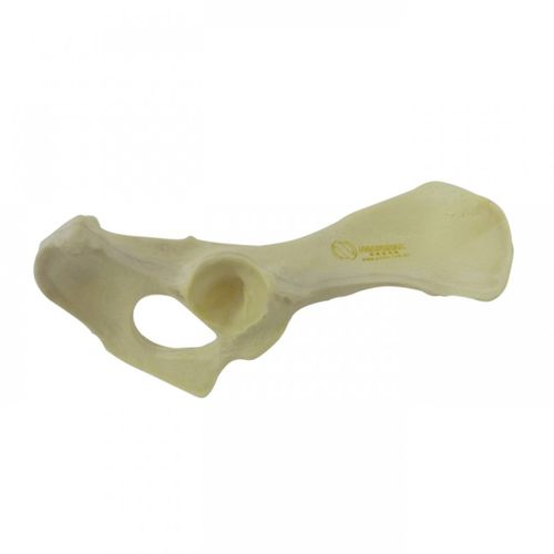 Anatomisches Modell / Becken - AV404 D - Nacional Ossos - chirurgisch / Ausbildung / Hund