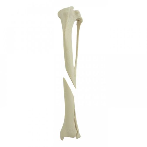 Anatomisches Modell / Tibia - AV260ESPF2 - Nacional Ossos - chirurgisch / Ausbildung / Hund