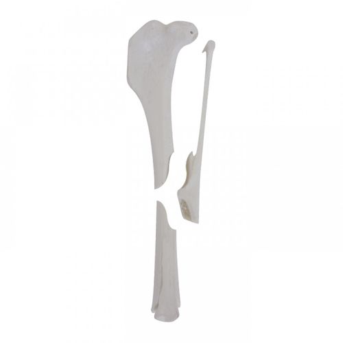 Anatomisches Modell / Tibia - AV260ESPF1 - Nacional Ossos - chirurgisch / Ausbildung / Hund