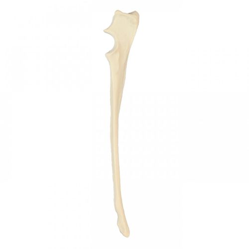 Anatomisches Modell / Elle - AV320 - Nacional Ossos - chirurgisch / Ausbildung / Hund