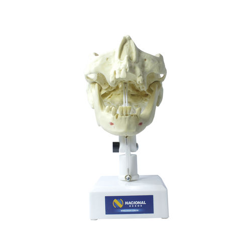 Anatomisches Modell / Unterkiefer - 4005T - Nacional Ossos - Oberkiefer / Nebenhöhle / Gebiss