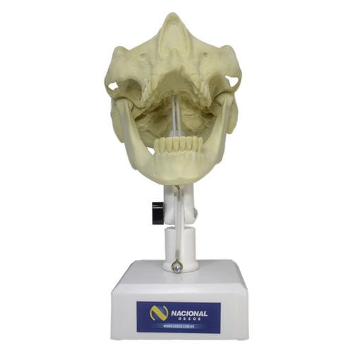Anatomisches Modell / Unterkiefer - 9971T  - Nacional Ossos - Oberkiefer / Nebenhöhle / Gebiss