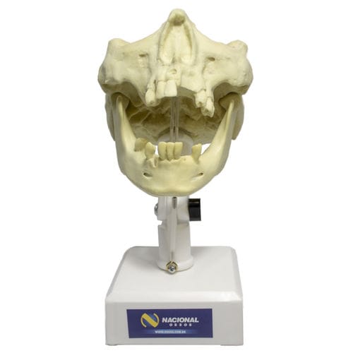 Anatomisches Modell / Unterkiefer - 9973T - Nacional Ossos - Oberkiefer / Nebenhöhle / Gebiss