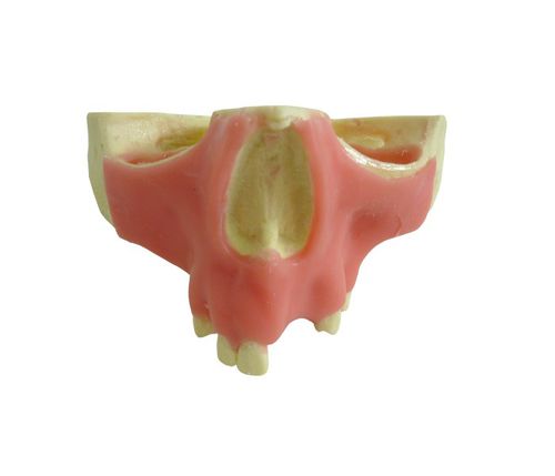 Anatomisches Modell / Oberkiefer - 4015GT - Nacional Ossos - Knochen / Zahn / Zahnfleisch